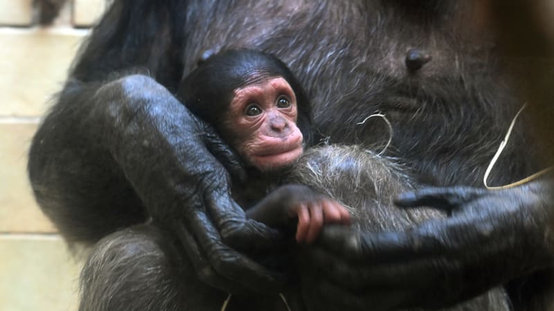 Smutek v německé zoo: Utratili šimpanzí mládě. Matka o něj nejevila zájem, tvrdí ošetřovatelé