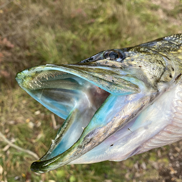 Na dědův bambusový prut ulovil štiku, která zářila jako ufon