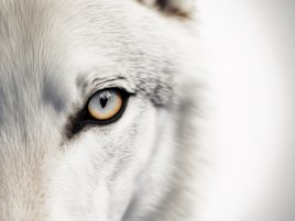 Intel potvrzuje jádra Coyote Cove a Arctic Wolf pro Nova Lake