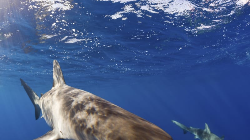 Žralok v Austrálii napadl surfaře. Muž se pak sám odvezl do nemocnice