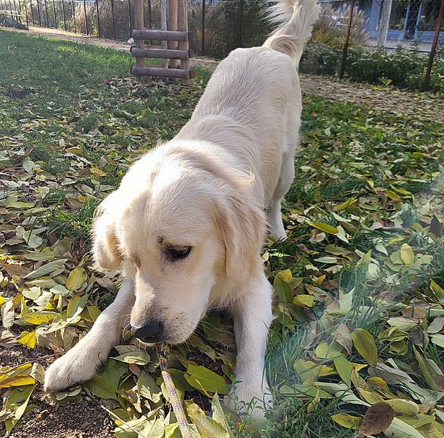 Psí cestovatel. Roční retrívr se při výletu zaběhl, sám se vrátil vlakem
