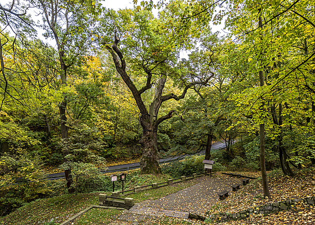 Stromem roku se stal Oldřichův dub z Peruce, je opředený milostnou pověstí
