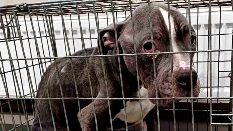 Nechal psa vyhladovět na kost, do vězení ale nepůjde. Soud muži z Moravy zmírnil trest