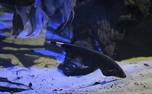 V ostravské zoo straší „černí duchové“. Nožovky se tam rozmnožily jako nikde jinde v zemi