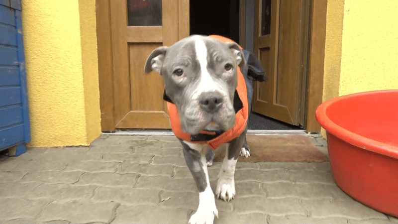 Ochránci zvířat: Téma týrání ve Sněmovně? Vyšší tresty samy nic nezmění, líčí další kroky