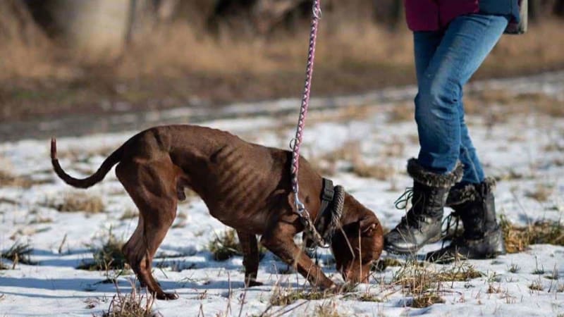 Bouchalka je psí „útulek hrůzy“, tvrdí spolek. Spouští sbírku na nový, pomoci můžete i vy