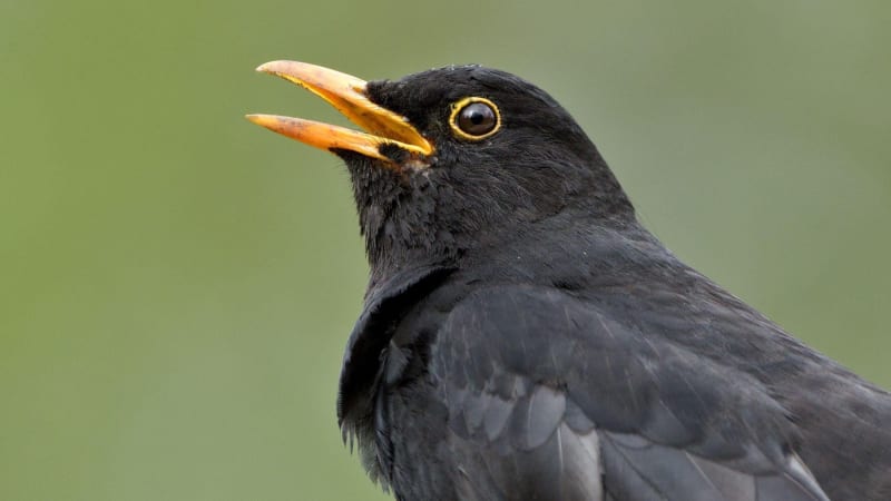 Ptáci se víc bojí žen, zjistili vědci. Měsíce bádali v pěti zemích včetně Česka