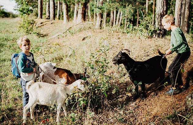 Krmení drůbeže i výšlap s kozami. Farma na Vysočině nabízí venkovské zážitky