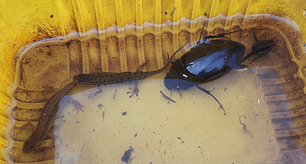 Uměle vytvořené tůně na Olomoucku přilákaly i největšího vodního brouka Evropy