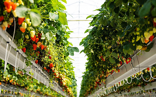 Pokud se farmář ozve, může prodávat do tří týdnů. Rohlíku chybějí dodavatelé